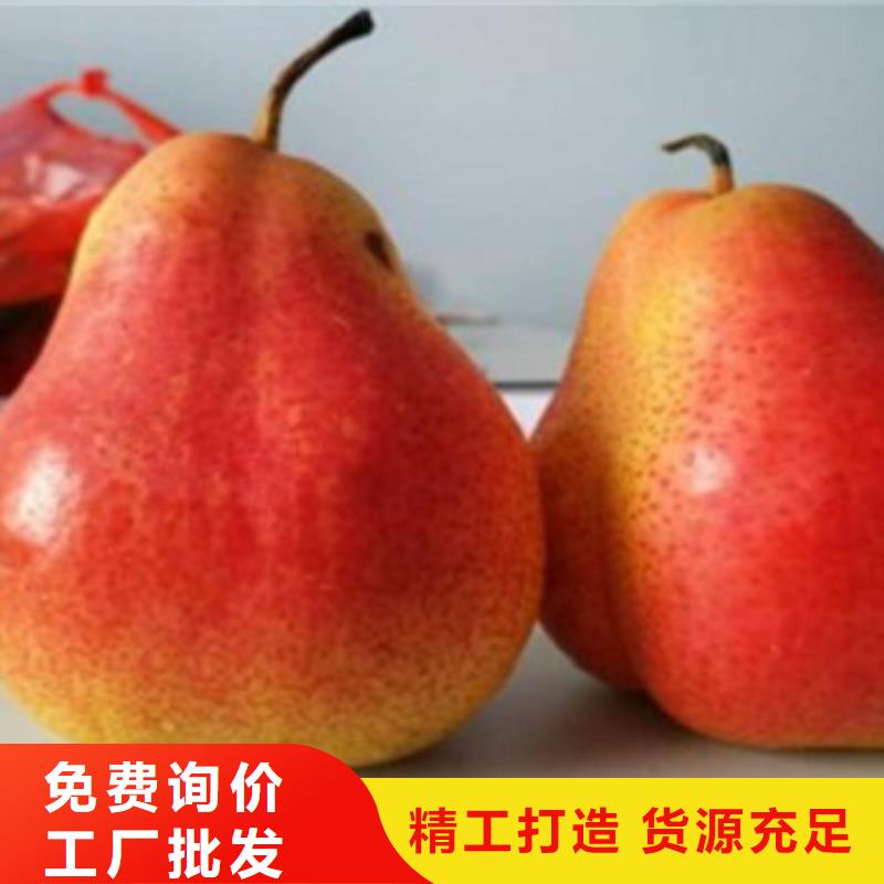 花椒苗视频-四川省宜宾市|兴文|筠连|成都|自贡|遂宁|泸州花椒苗-兴海