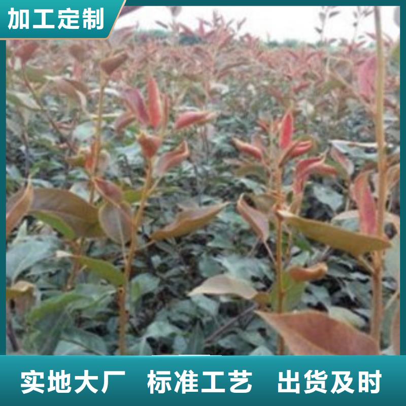 花椒苗视频-四川省宜宾市|兴文|筠连|成都|自贡|遂宁|泸州花椒苗-兴海