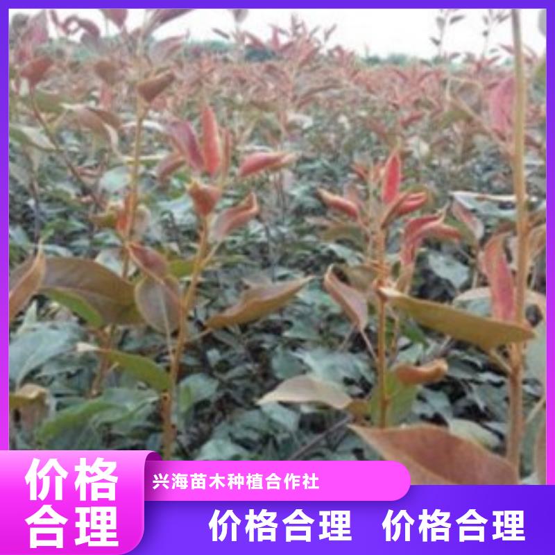 玉露香梨樹苗哪里的品種純