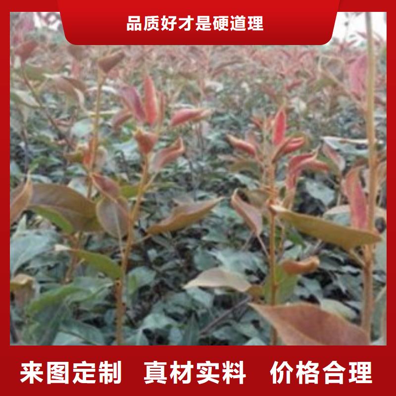 7公分多少錢一株