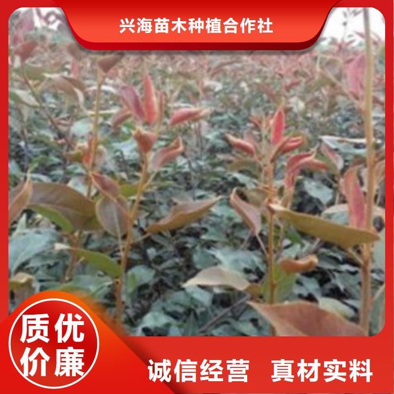 1年苗木經銷處