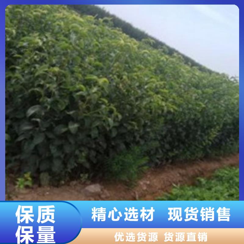 15厘米批發(fā)價(jià)格