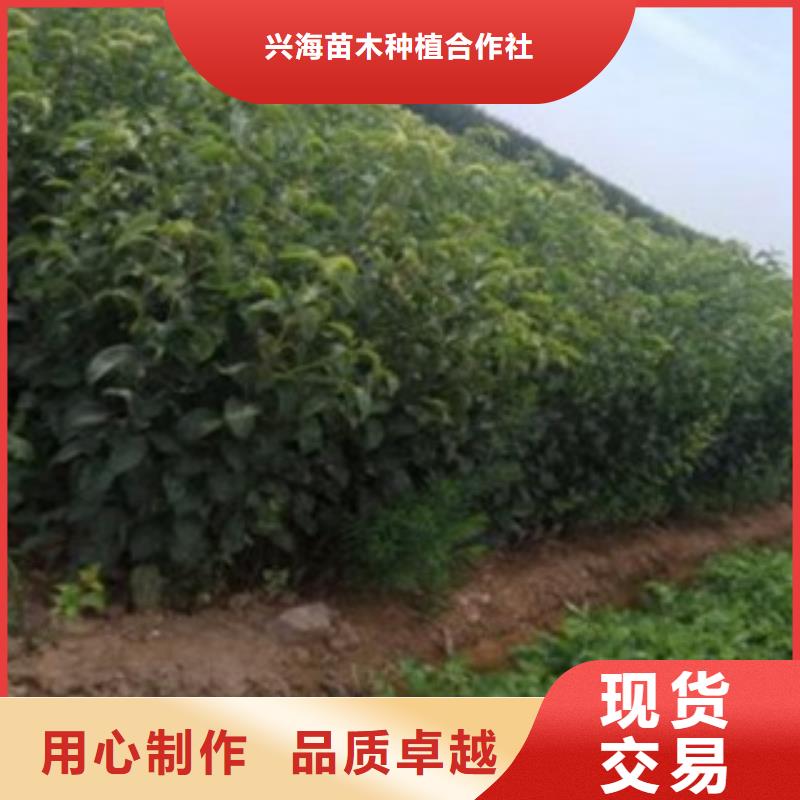 梨树苗苹果苗品质服务