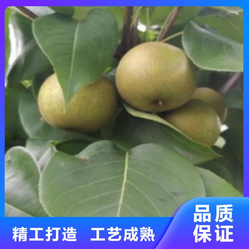 1年苗木經銷處