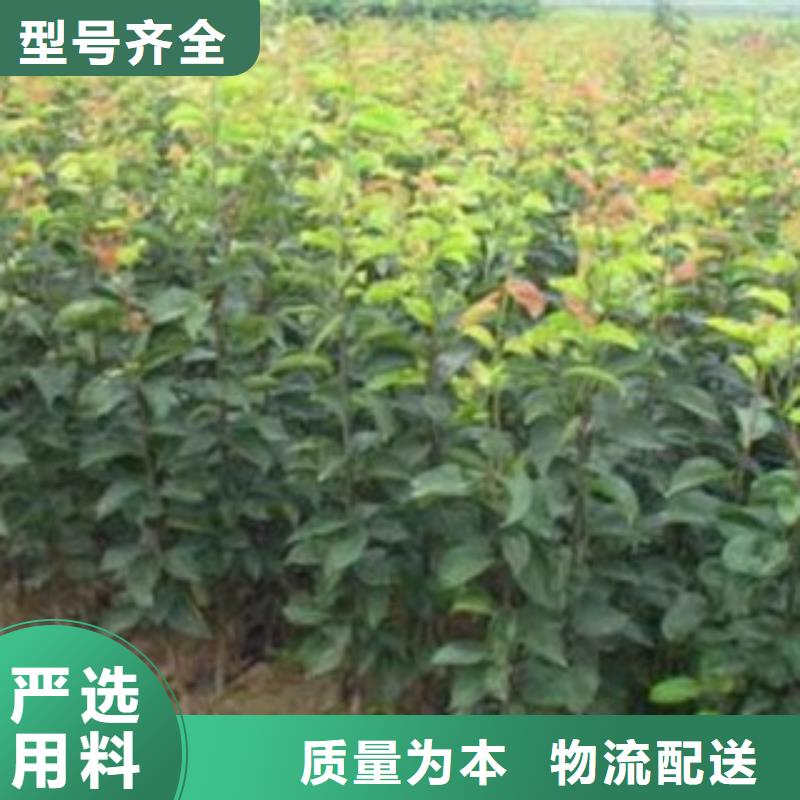 1公分新品種