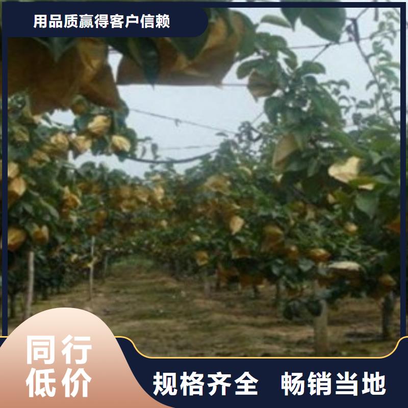 18厘米品種介紹