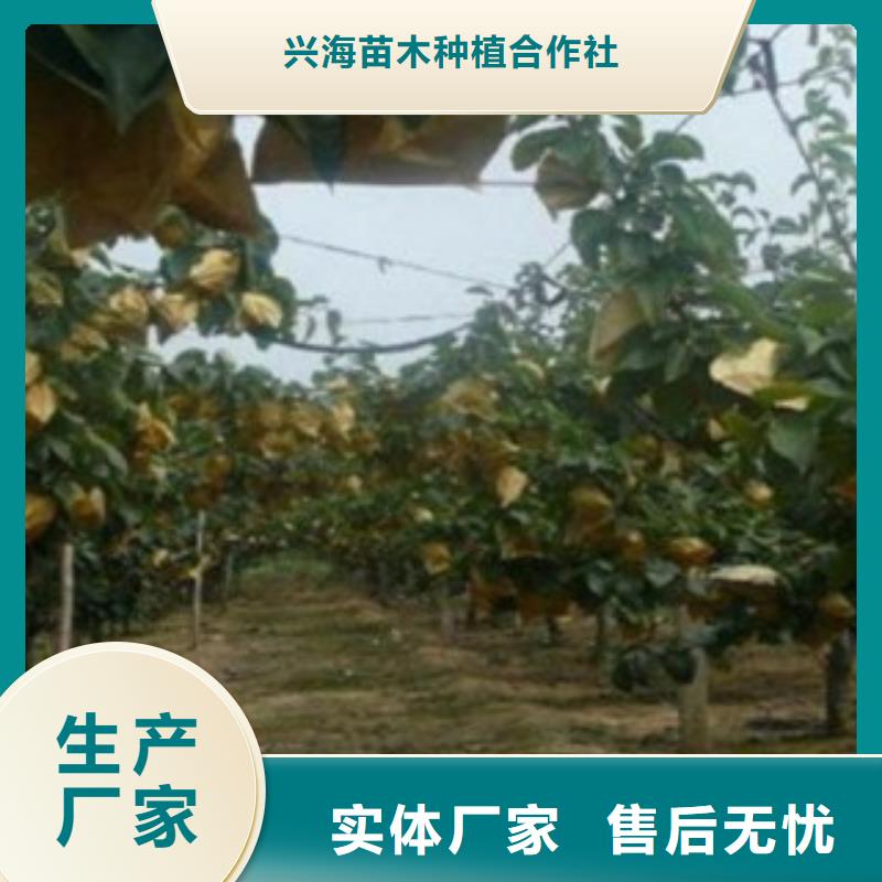 【梨樹苗桃樹苗優勢】