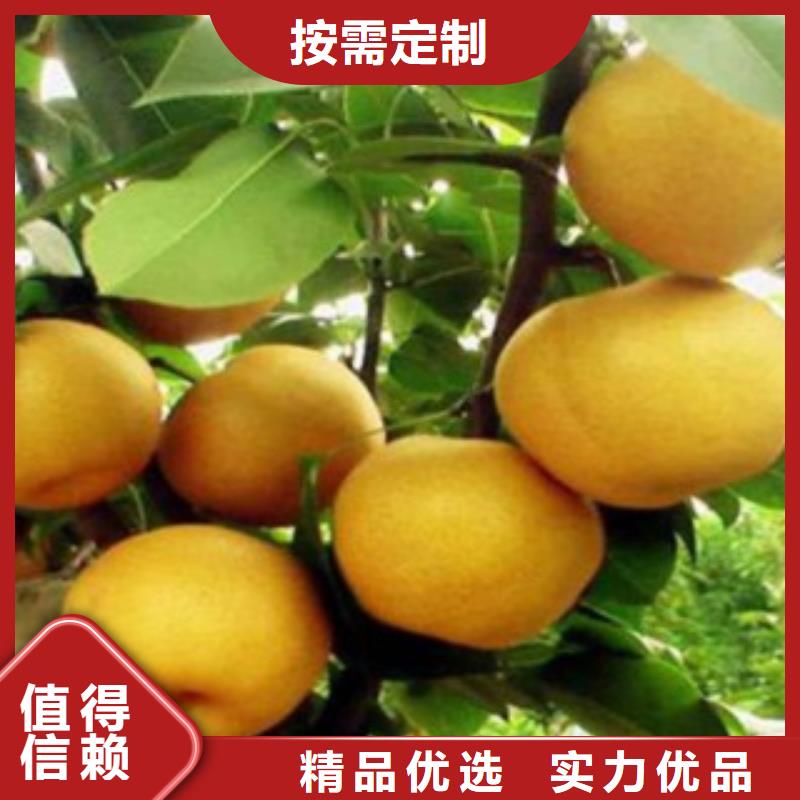 京白梨樹苗0.8厘米