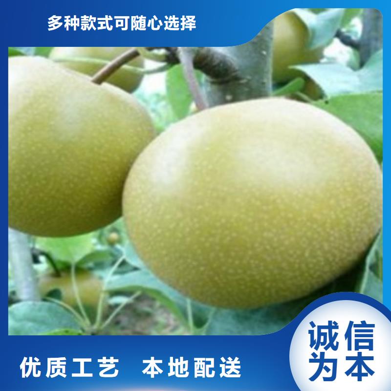 12厘米品種介紹
