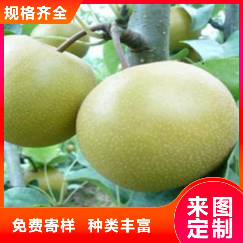 1.2厘米種植方法