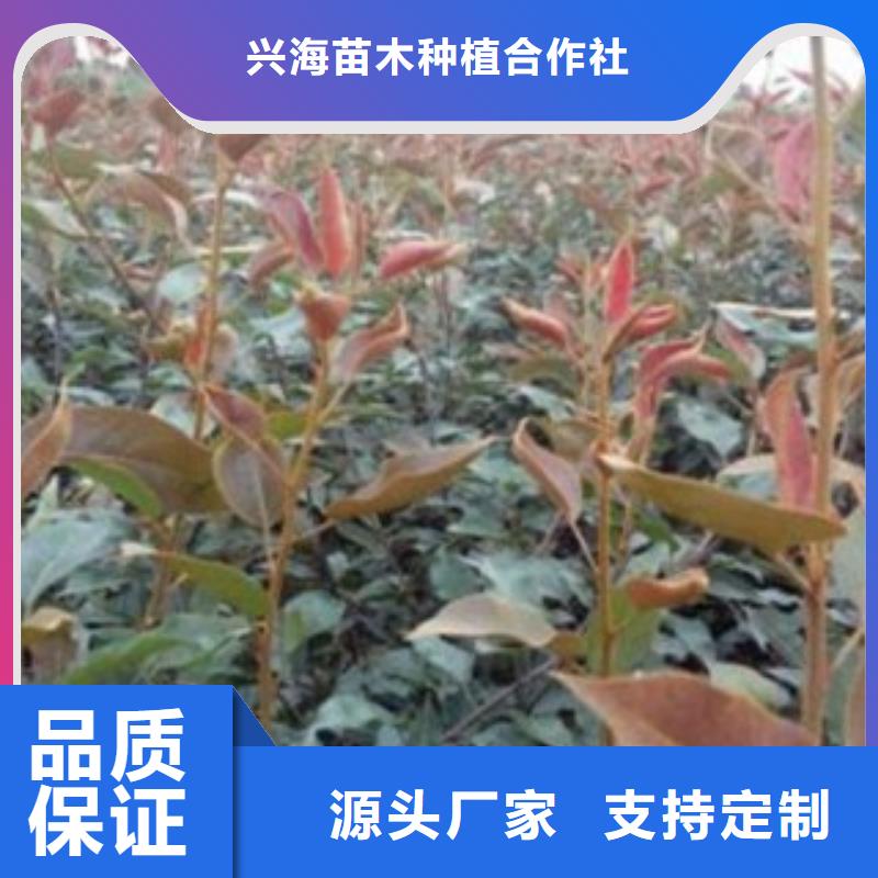 梨樹苗核桃苗廠家直銷放心
