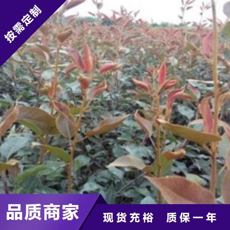 90公分管理方式