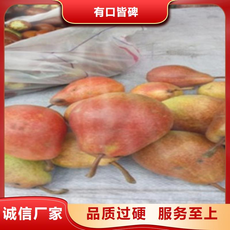 20公分種植方法及時間