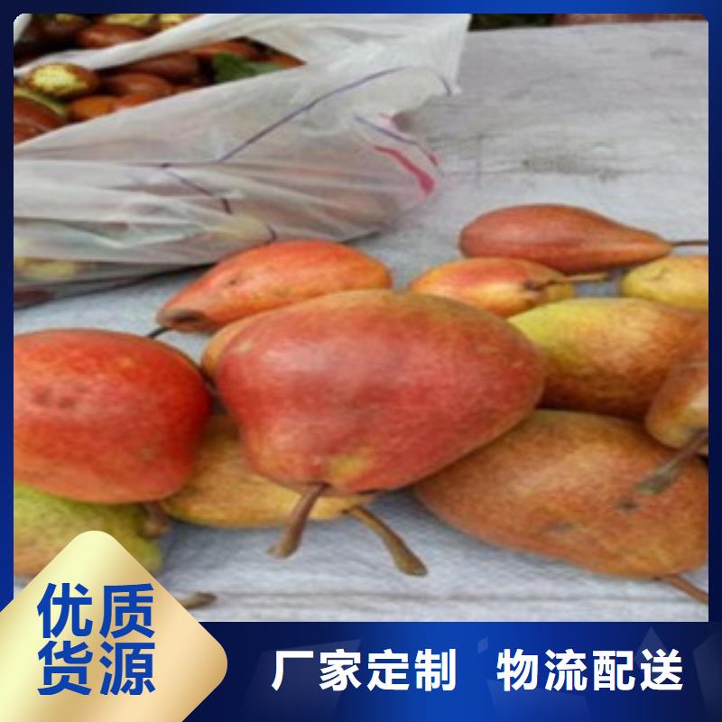 寶珠梨樹苗哪里的品種純