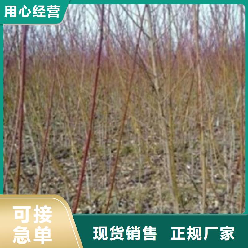 花椒苗视频-甘肃省平凉市|华亭|崇信|陇南|张掖|临夏|白银花椒苗-兴海