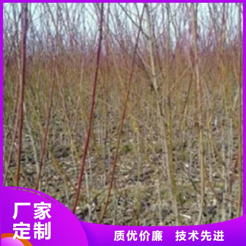 12公分哪里的便宜