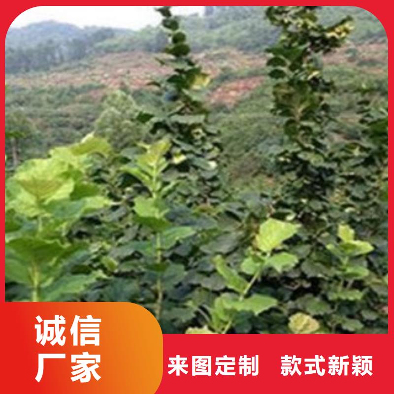 7公分多少錢一株