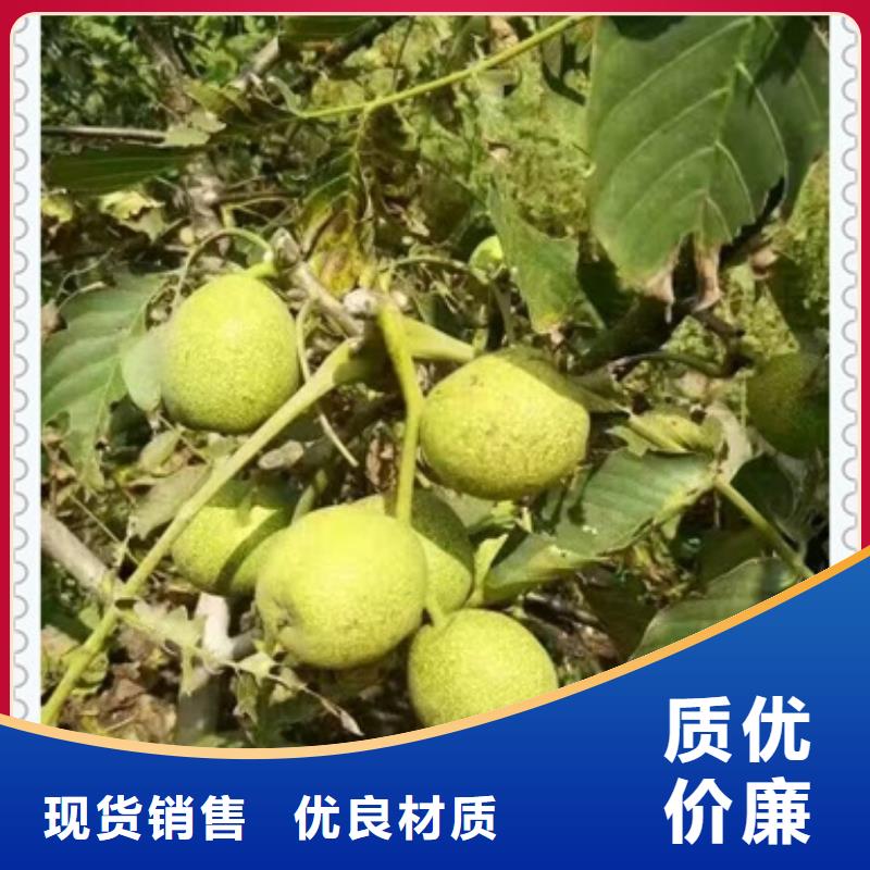 核桃苗【藍莓苗】用心細節