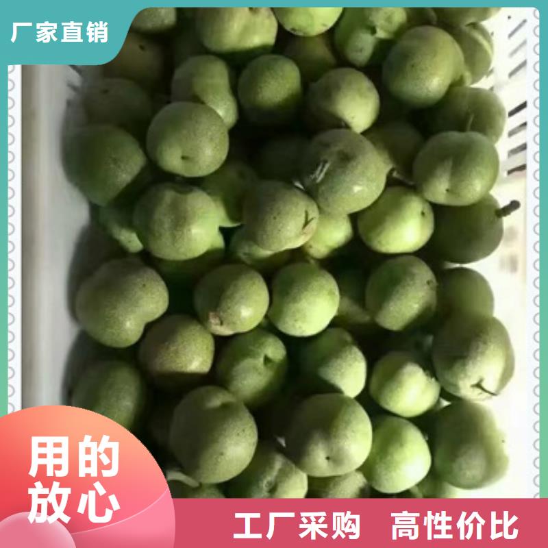 核桃苗桃樹苗超產品在細節(jié)