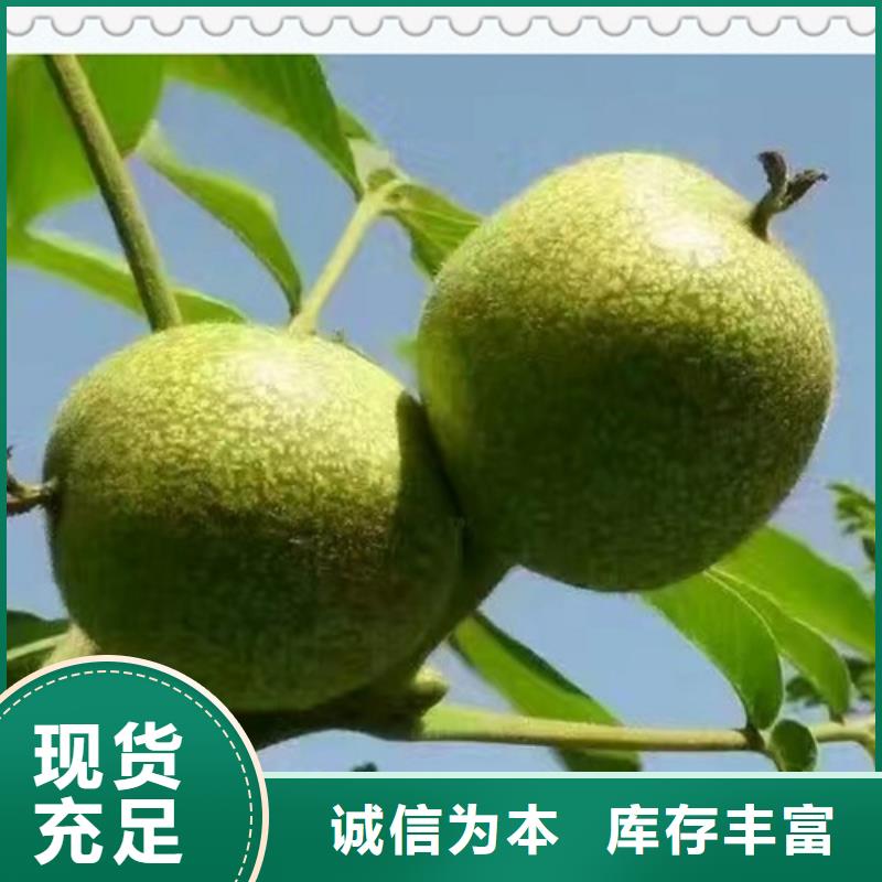 花椒苗视频-曲靖市花椒苗-【本土】可服务区域麒麟|沾益|红河|玉溪|昆明|迪庆|西双版纳|楚雄