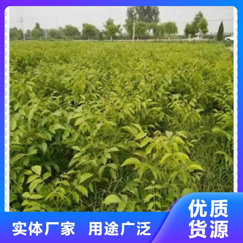核桃苗梨树苗现货快速采购