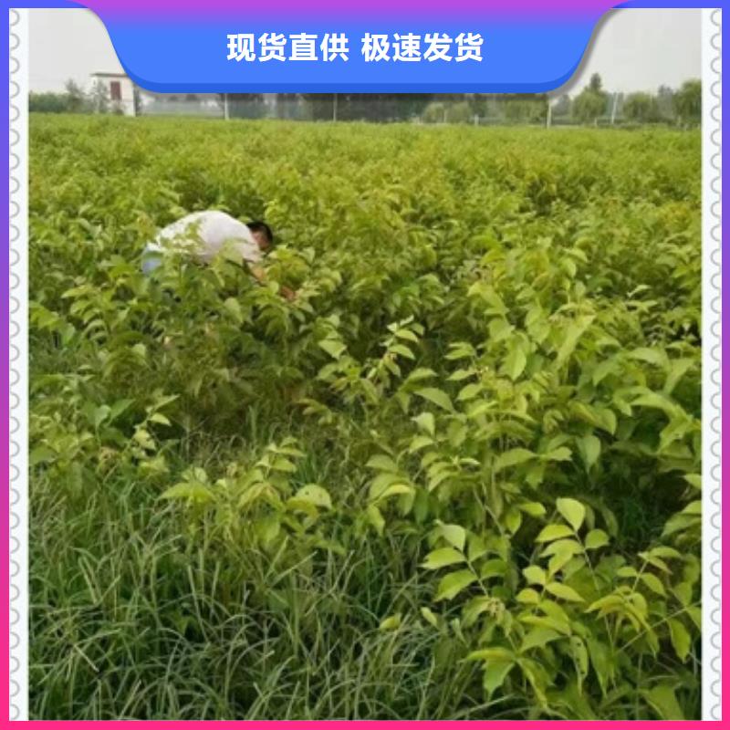 核桃苗【葡萄苗】的圖文介紹