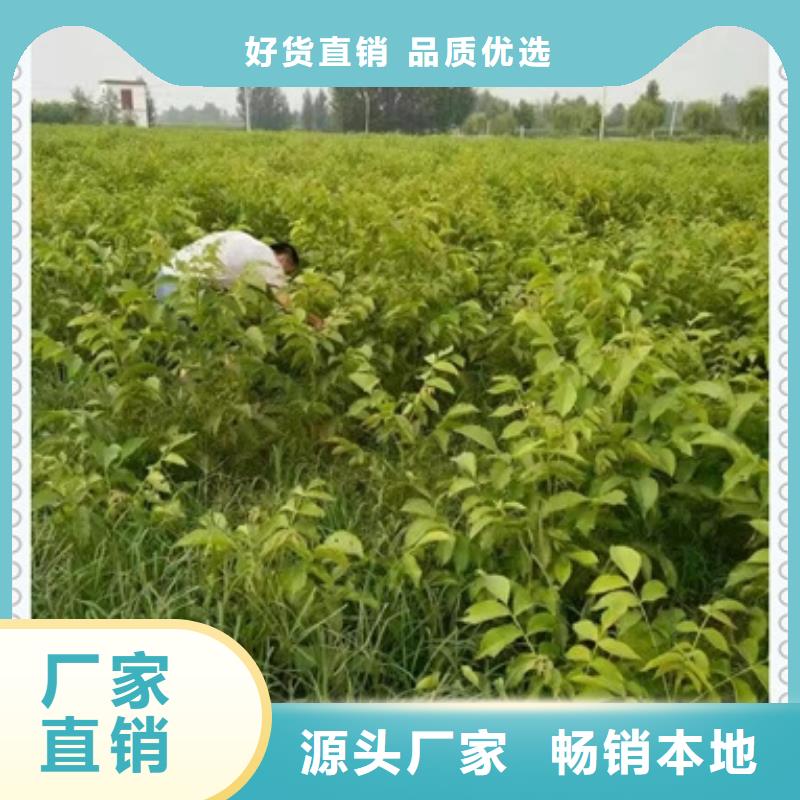 核桃苗藍莓苗專注細節專注品質