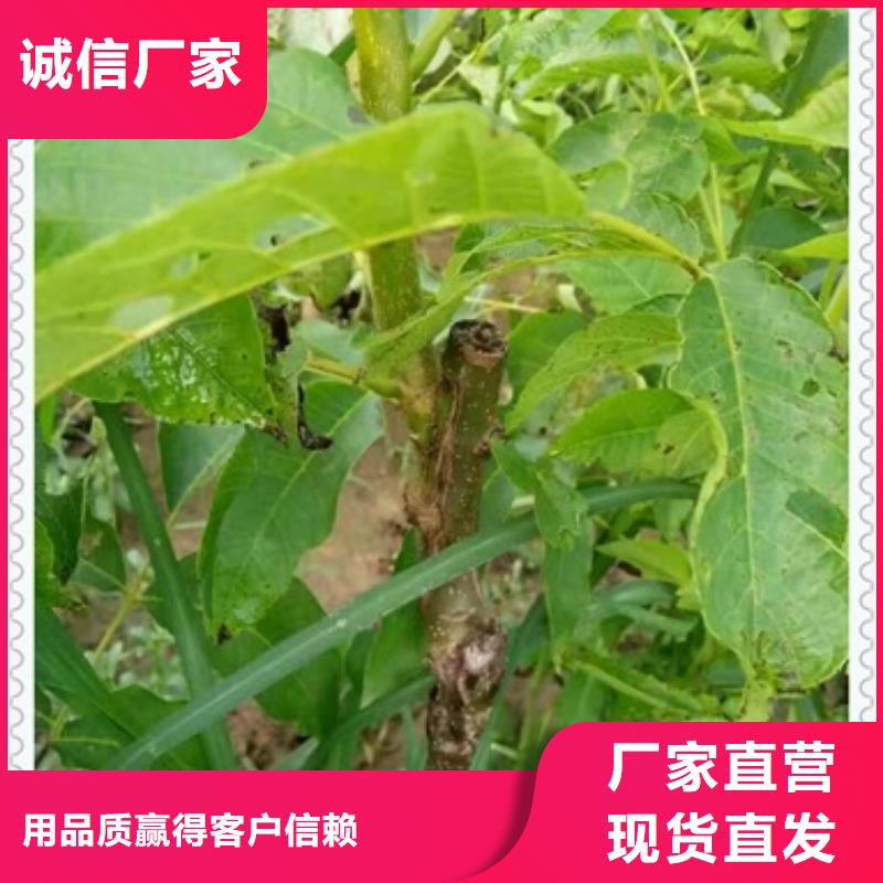 核桃苗板栗苗懂您所需