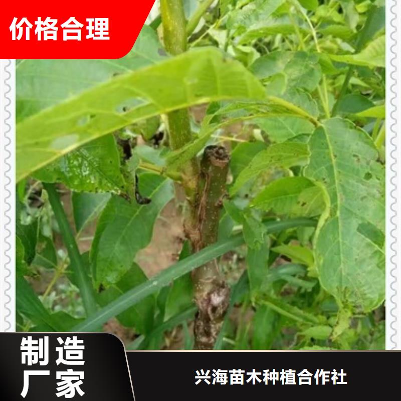核桃苗一件也發(fā)貨