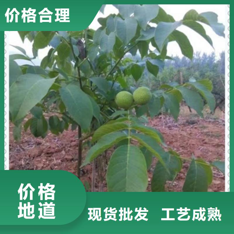核桃苗梨树苗现货快速采购