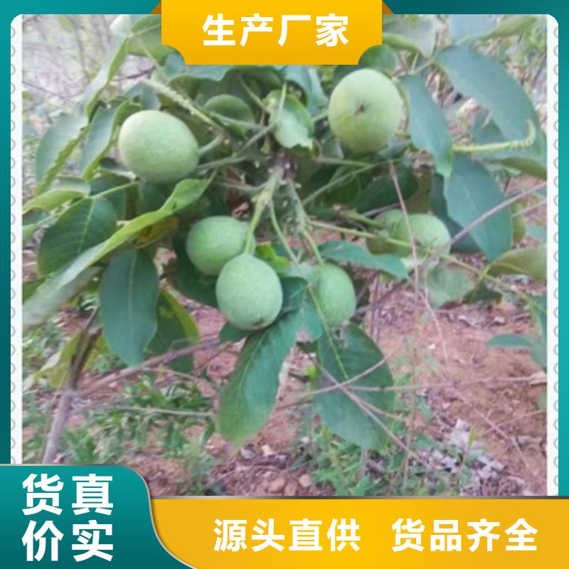 核桃苗_梨樹苗品牌專營
