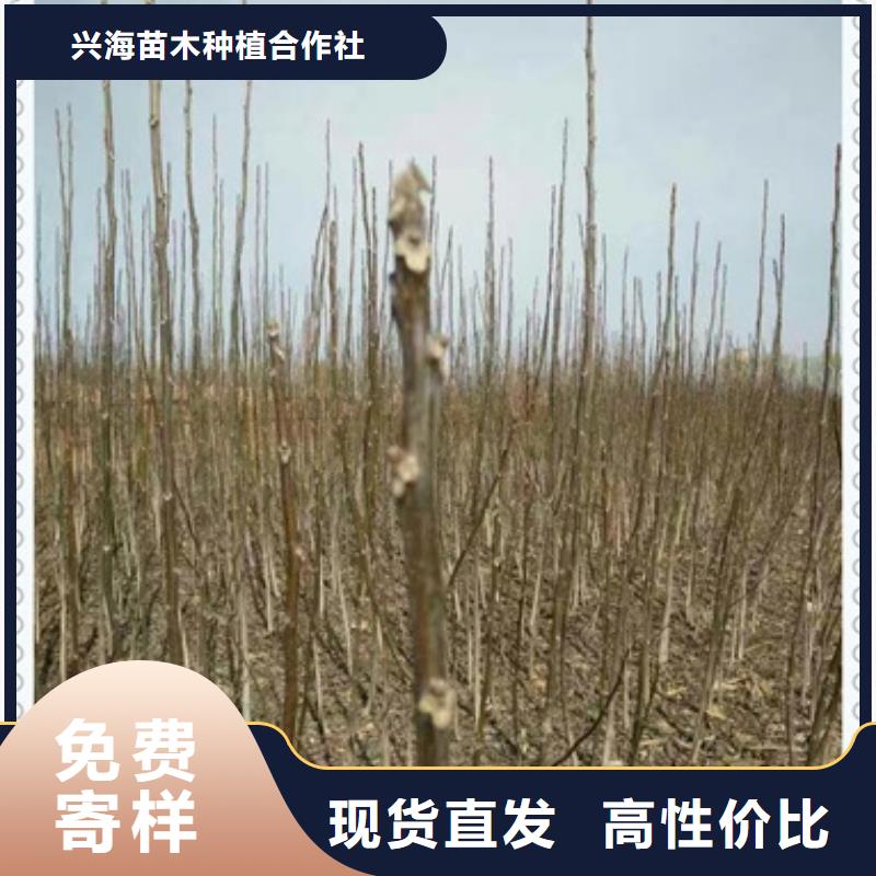 花椒苗视频-曲靖市花椒苗-【本土】可服务区域麒麟|沾益|红河|玉溪|昆明|迪庆|西双版纳|楚雄