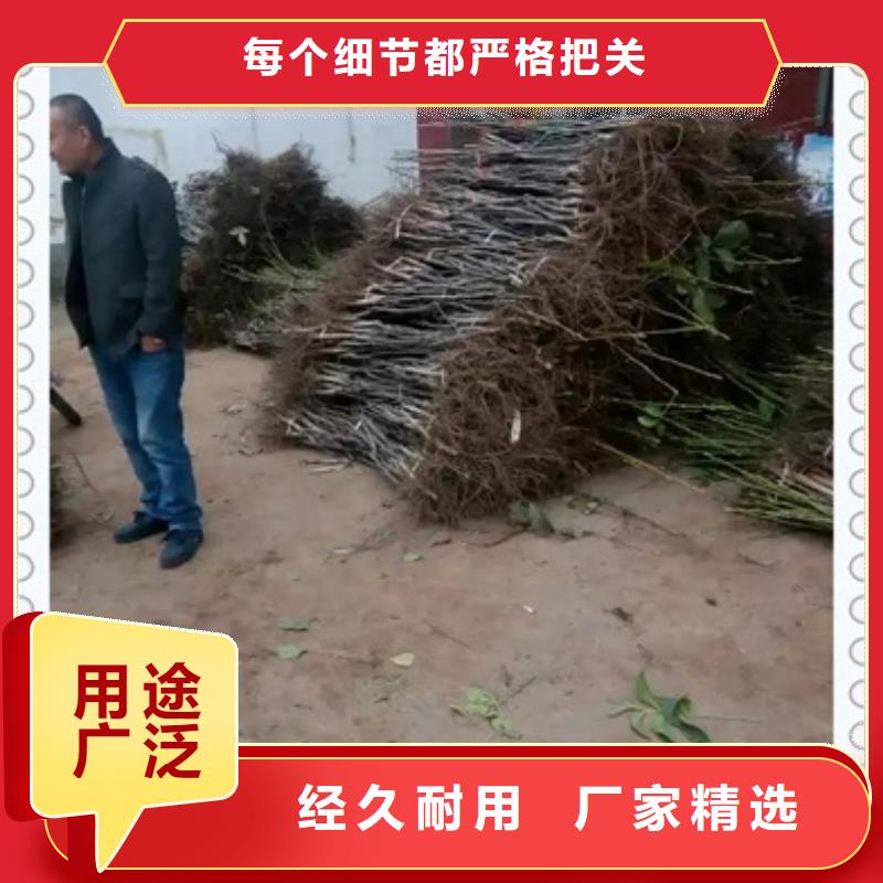 核桃苗藍莓苗客戶滿意度高
