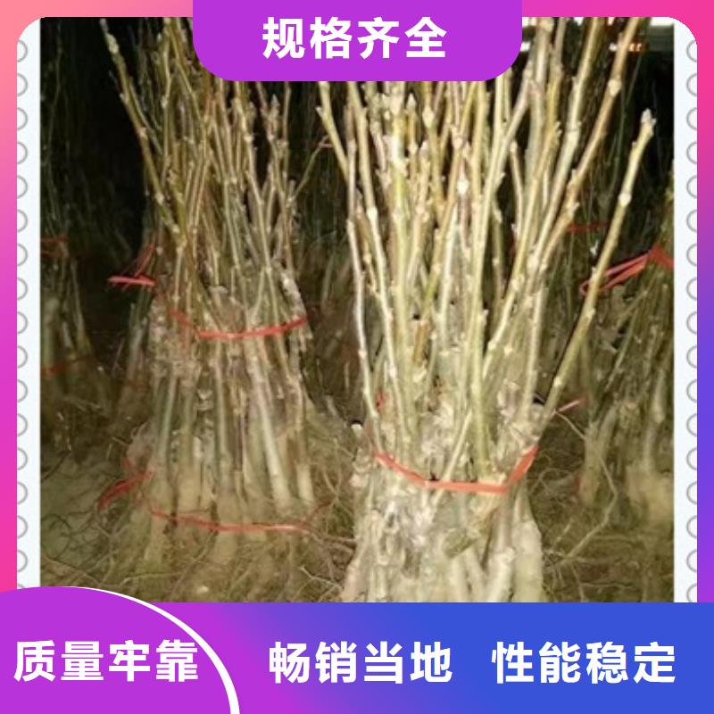 【核桃苗山楂苗出貨快】
