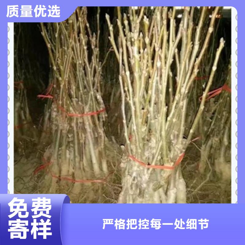 核桃苗-【桃樹苗】廠家直銷規格多樣