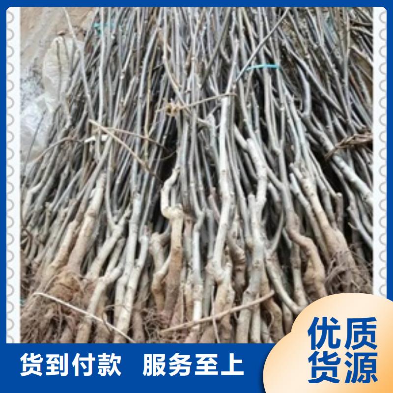 核桃苗,藍莓苗物流配送