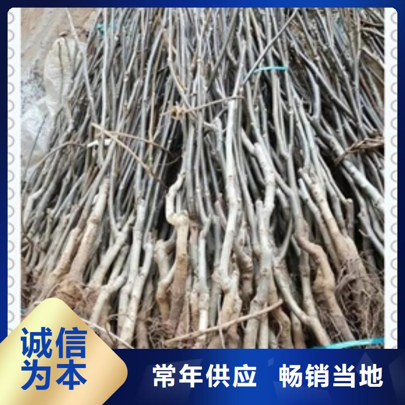 花椒苗视频-曲靖市花椒苗-【本土】可服务区域麒麟|沾益|红河|玉溪|昆明|迪庆|西双版纳|楚雄
