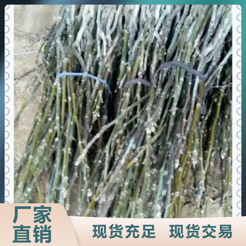 核桃苗【藍莓苗】用心細節