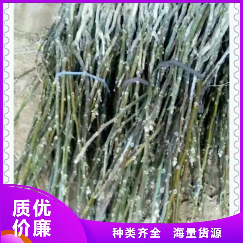 核桃苗桃樹苗超產品在細節(jié)