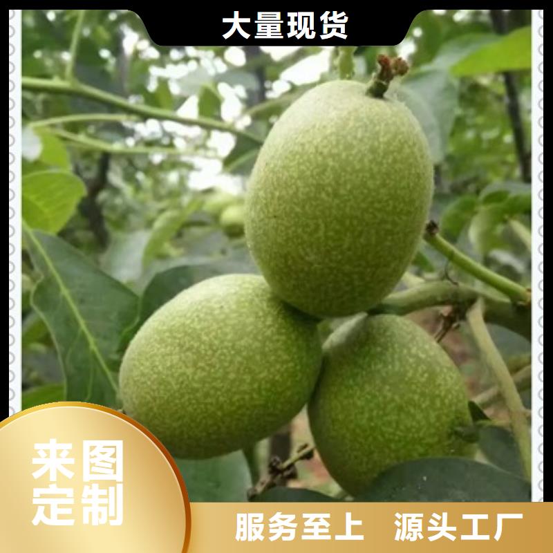 核桃苗板栗苗懂您所需