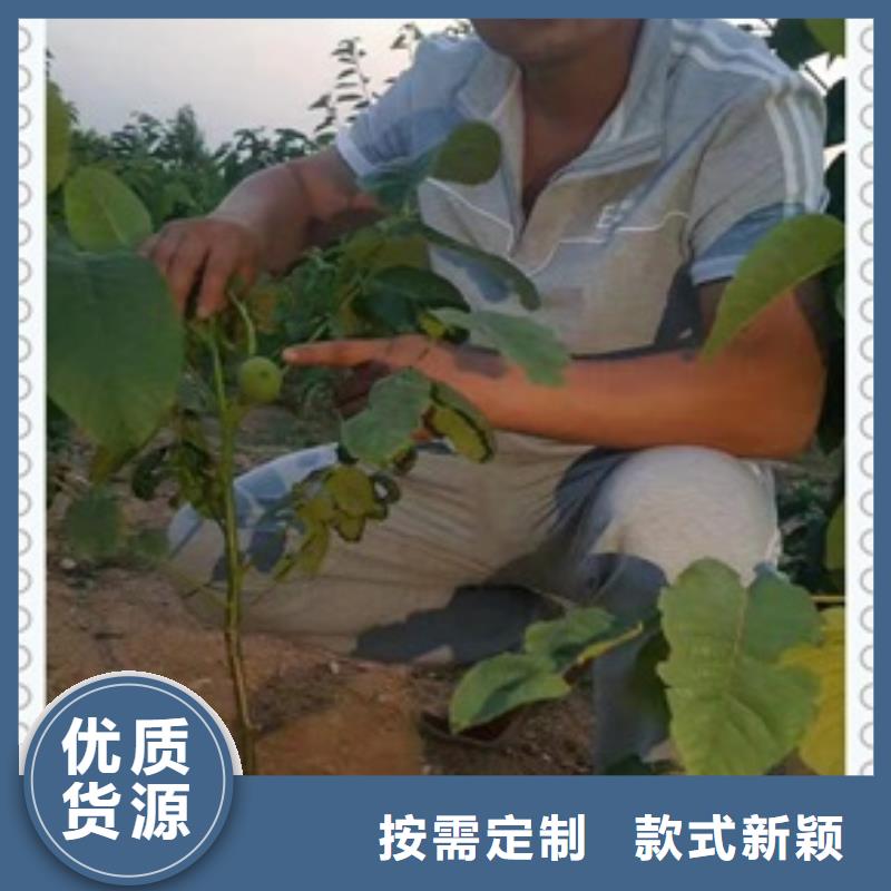 核桃苗花椒苗好產(chǎn)品有口碑