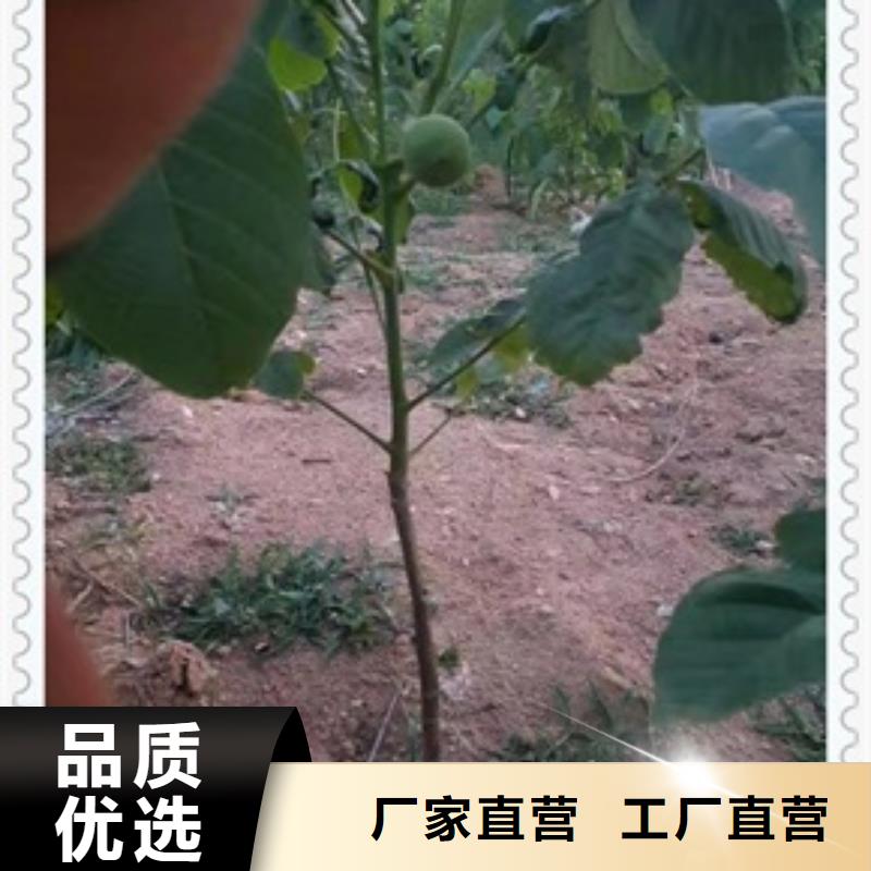 核桃苗花椒苗敢与同行比服务