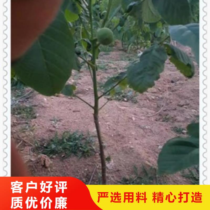 核桃苗板栗苗工程施工案例