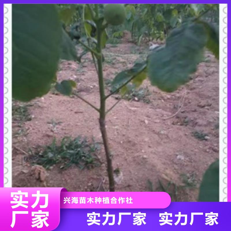 核桃苗【葡萄苗】的圖文介紹