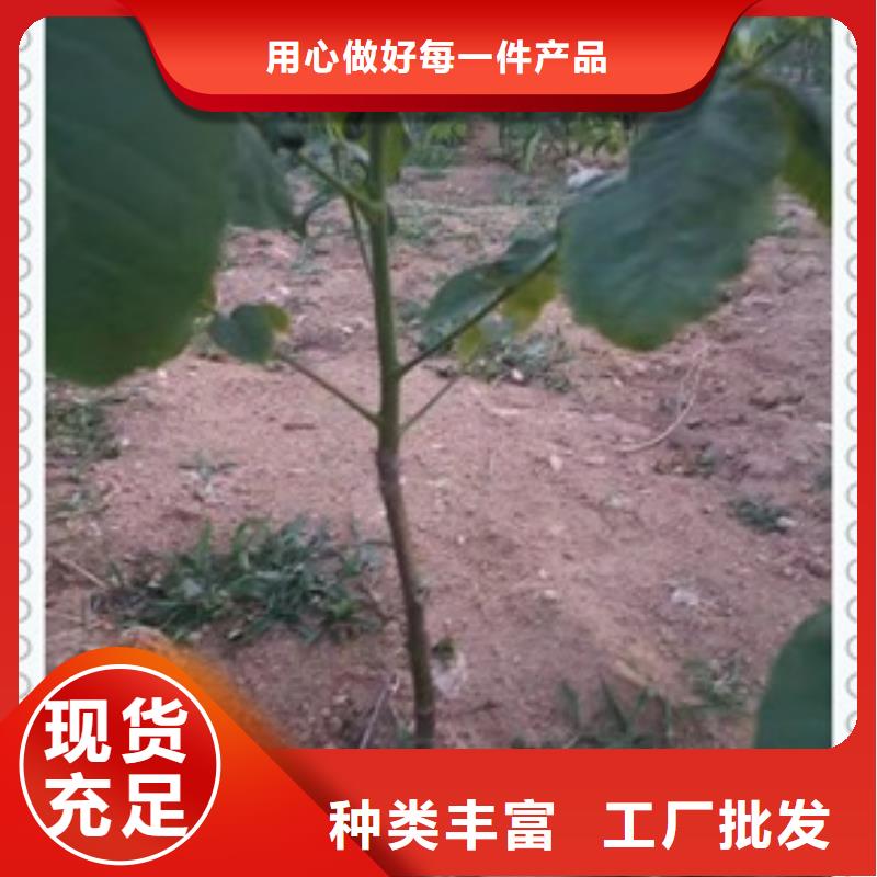 核桃苗板栗苗懂您所需