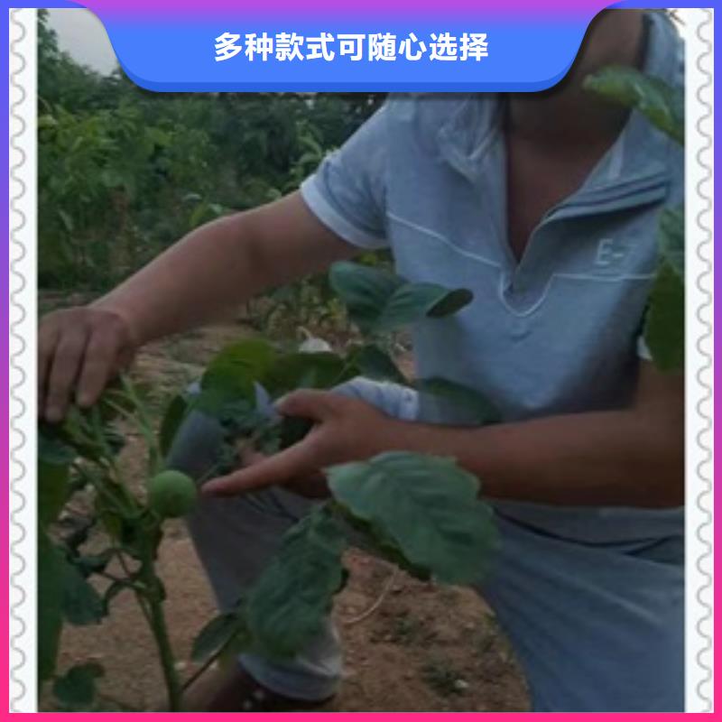 核桃苗花椒苗敢与同行比服务