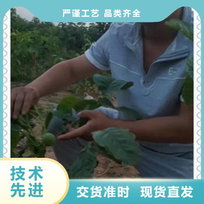 核桃苗梨树苗现货快速采购