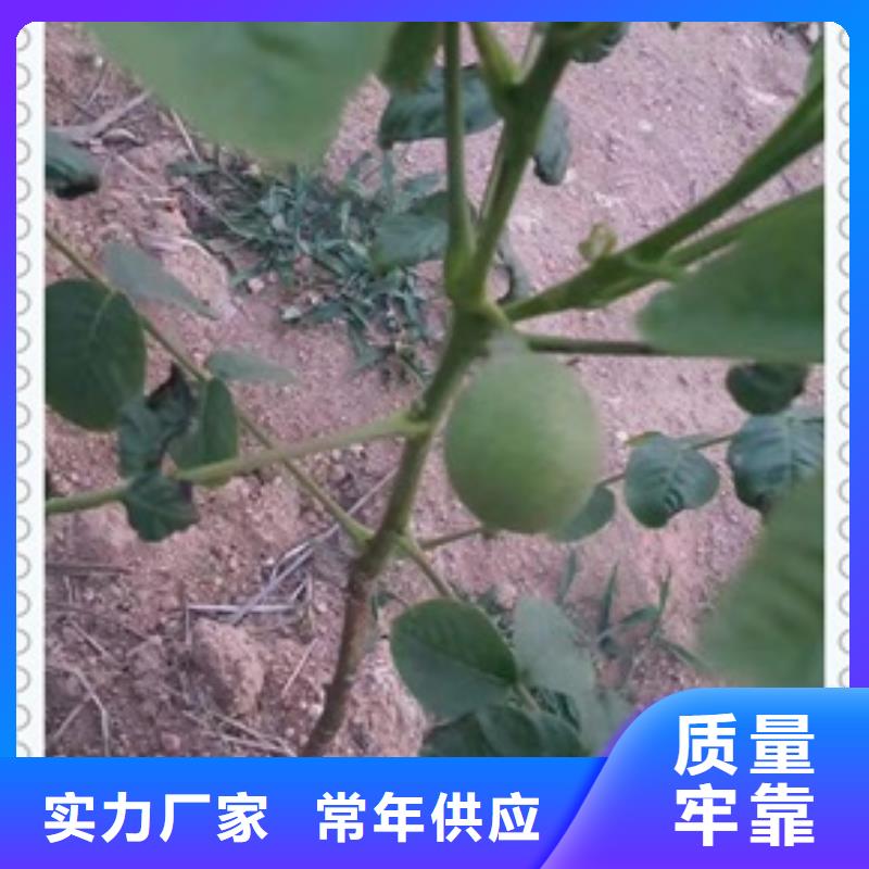 核桃苗花椒苗好產(chǎn)品有口碑