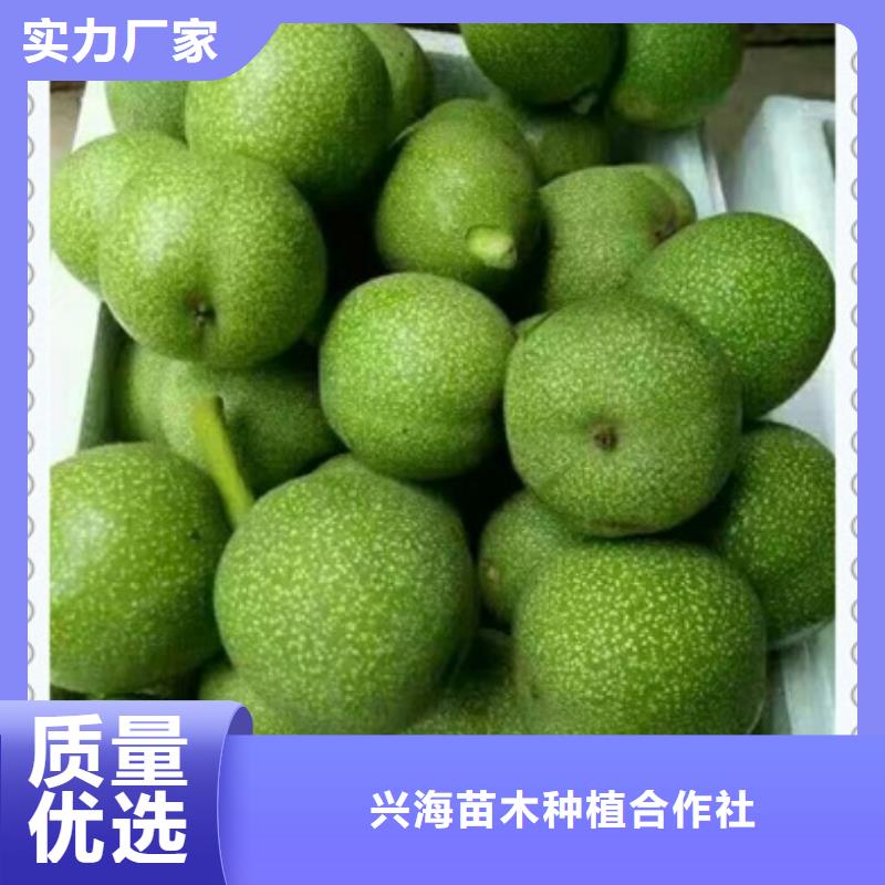 核桃苗_桃樹(shù)苗真材實(shí)料