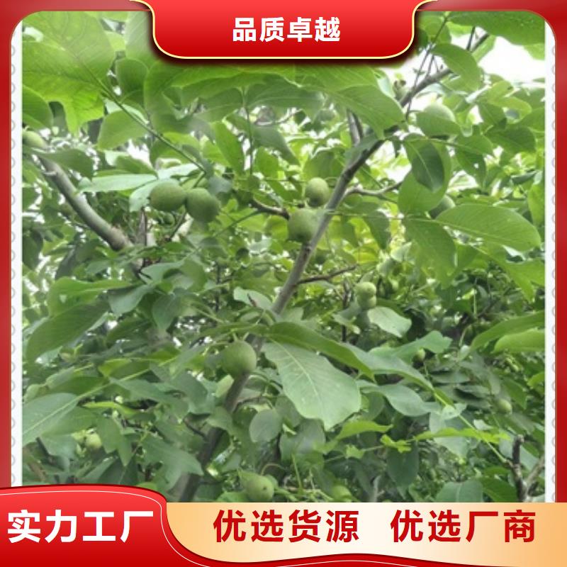 核桃苗_桃樹(shù)苗真材實(shí)料